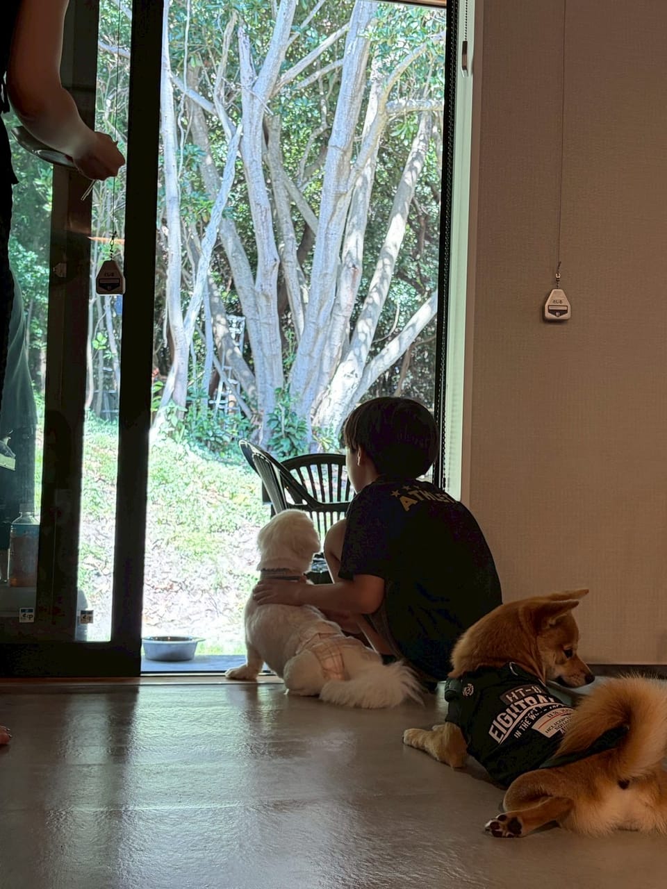Gauchoの森を眺める子供と犬